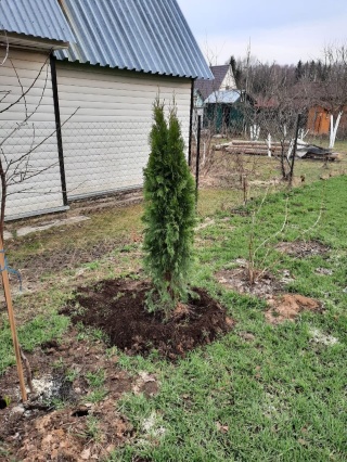 Роман боров